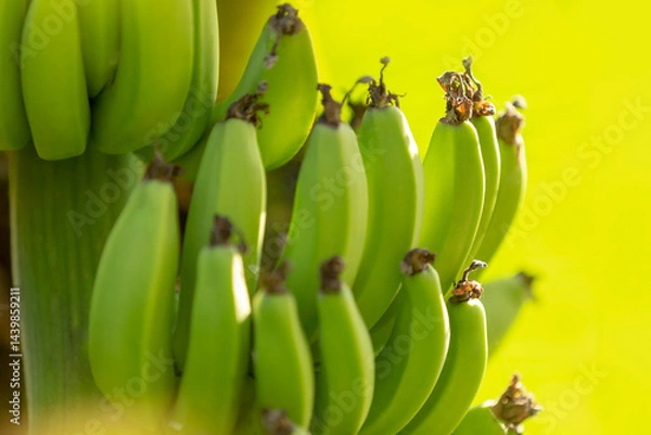 Obraz Fresh green bananas on the plant