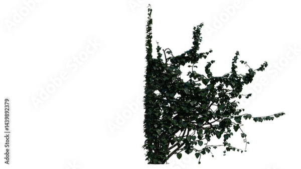 Obraz Ivy Plant