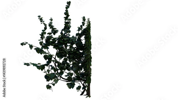 Obraz Ivy Plant