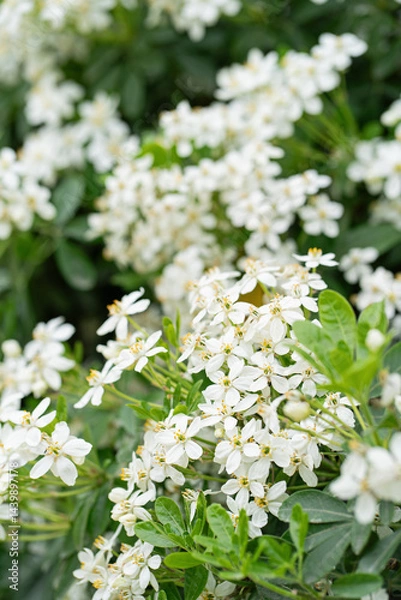 Fototapeta Close-up of a blossoming branch of Choisya ternata (Mexican orange blossom), with fragrant white flowers and vibrant green leaves. Perfect for nature, gardening, and botanical designs.