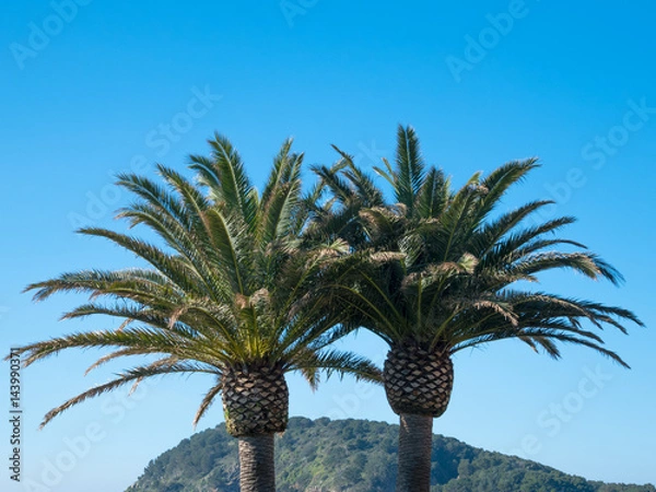 Obraz Two palm trees