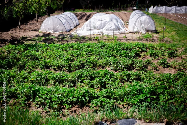 Obraz Rows of Strawberry Plants in a Domestic Garden. A horizontal view of rows of strawberry plants in a home garden, with small white greenhouses visible in the background.