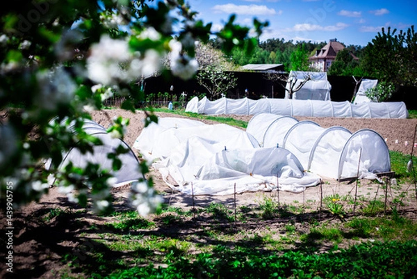 Obraz Spring Garden with Row Covers and Polytunnels. Horizontal shot of a home garden featuring row covers and polytunnels safeguarding young, vulnerable plants in the early season.