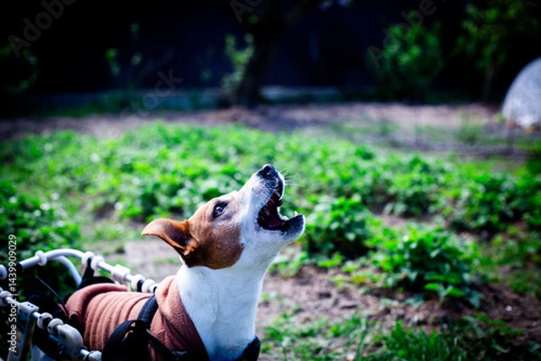 Obraz Portrait of Dog in Wheelchair Harness. Vertical close-up features a Jack Russell Terrier in a mobility device, looking attentively upwards.