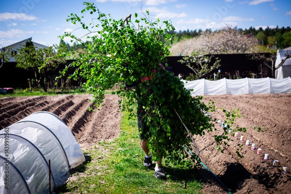 Obraz Harvesting Birch Branches in a Garden. Horizontal shot of a person carrying a large bundle of freshly cut birch branches with young green leaves through a garden.