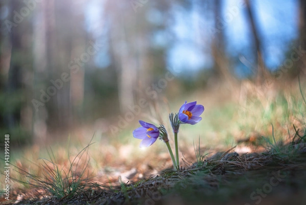 Obraz Two delicate Pulsatilla patens flowers breaking through last year's foliage in a bright spring forest. Spring renewal. Muted tones create an atmosphere of calm and tranquility.