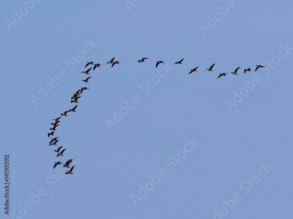Fototapeta 並んで飛ぶ渡り鳥