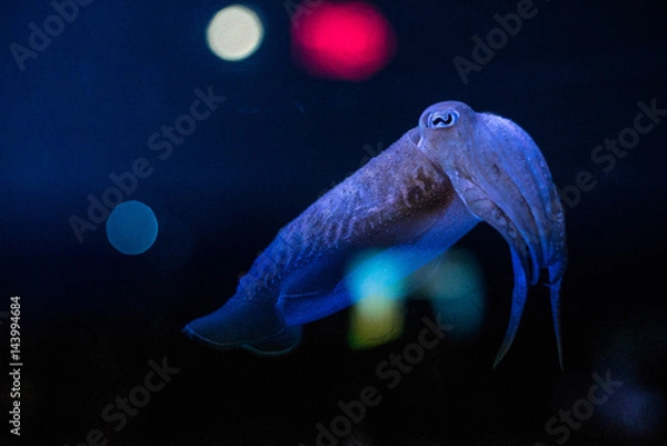 Obraz Cuttlefish