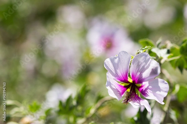 Fototapeta Purple Flower