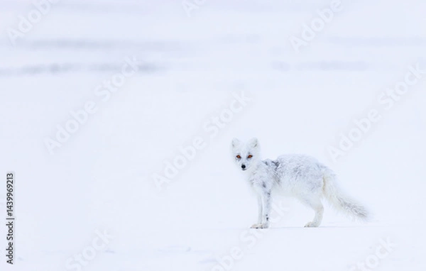Obraz Arctic fox in snowy environment