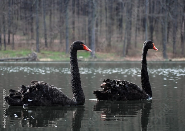 Fototapeta Black swans at lake sweaming slowly