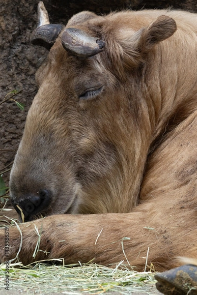 Obraz お昼寝ゴールデンターキン
