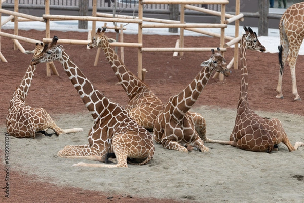 Obraz まったりキリン