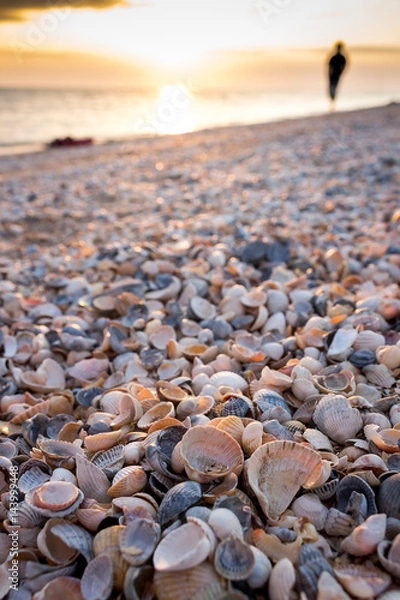 Obraz Sea shells at the beach.