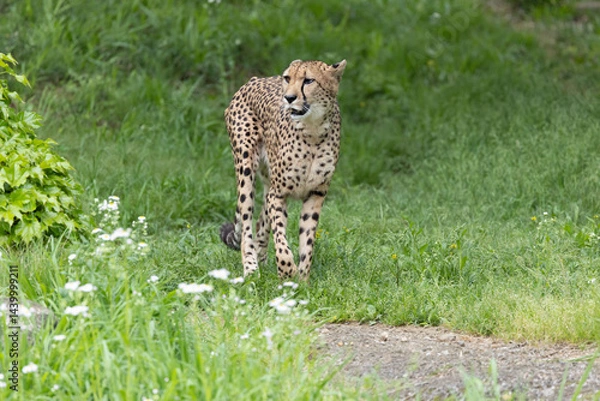 Obraz 新緑のチーター