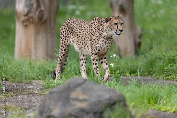 Obraz 新緑のチーター