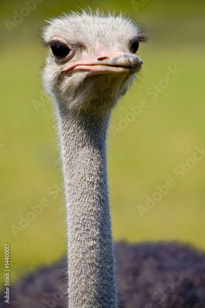 Fototapeta wild animals