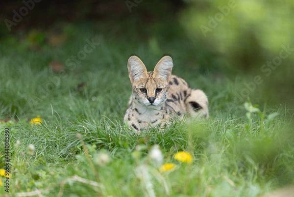 Obraz 新緑とサーバル