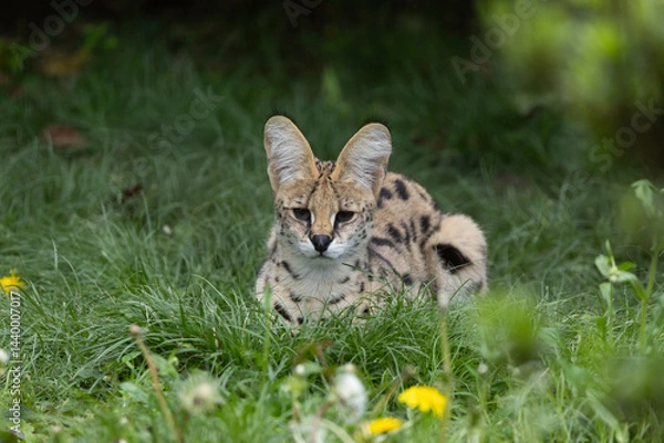 Obraz 新緑とサーバル