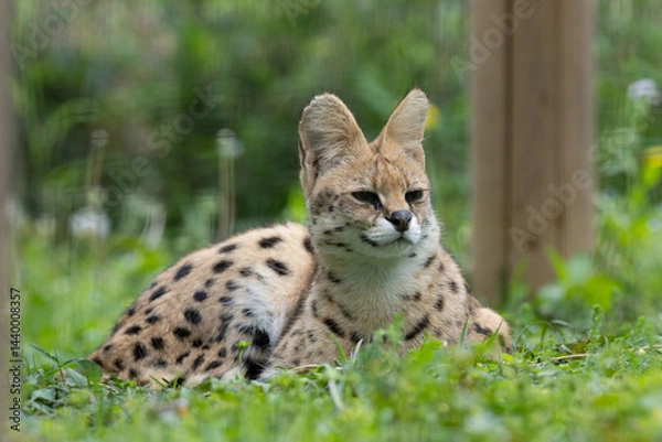 Obraz 新緑とサーバル