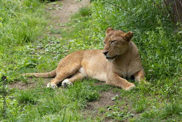 Obraz お昼寝ライオン