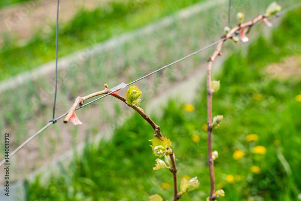 Obraz The first spring leaves of grapes close-up in spring. Grape buds wake up after winter