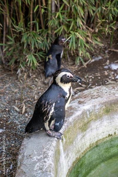 Fototapeta African penguin