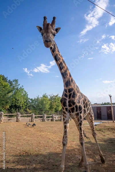 Fototapeta Giraffe
