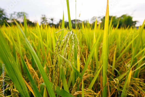 Fototapeta In the heart of the rice field, golden stalks bow under the weight of their full, ripe grains, ready for harvest.
