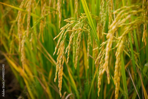 Fototapeta In the heart of the rice field, golden stalks bow under the weight of their full, ripe grains, ready for harvest.
