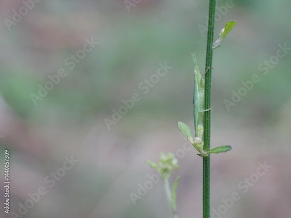 Fototapeta Small Brown Grasshopper in the Wild