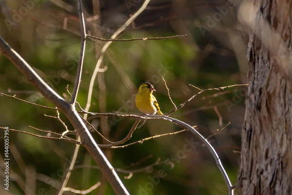 Fototapeta Yellow bird on a branch