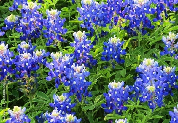 Fototapeta Up close view of beautiful texas bluebonnets in the spring