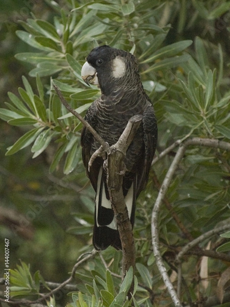 Obraz Carnaby Cockatoo