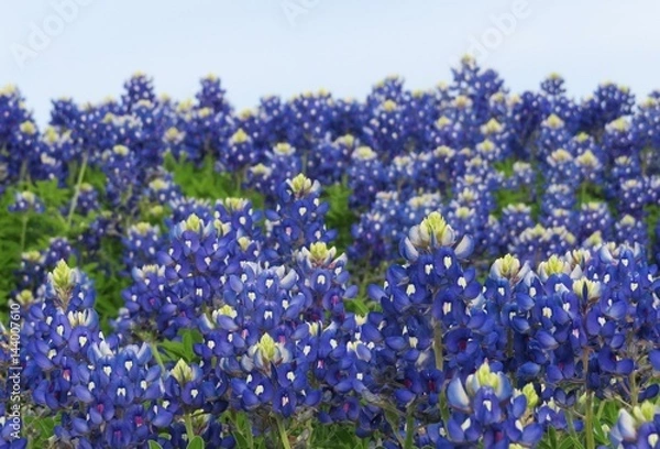 Fototapeta Up close view of texas bluebonnets in the spring