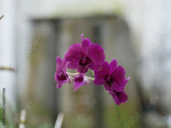 Fototapeta Vibrant Orchid Flowers with Soft Background