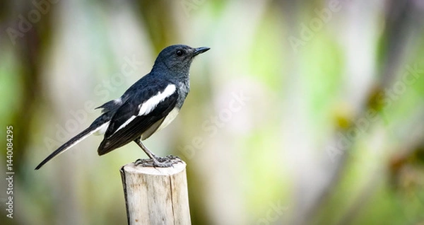 Obraz the bird in the nature with dramatic tone