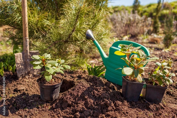 Fototapeta Preparation for planting rhododendron bush out of pots in ground in spring garden using shovel and watering can