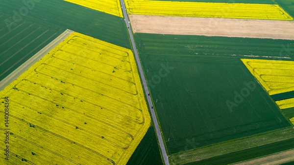 Obraz Rapeseed fields from a bird's eye view.