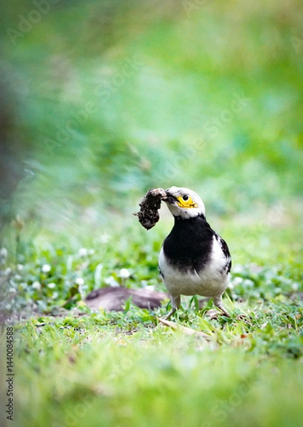 Obraz the bird in the nature with dramatic tone