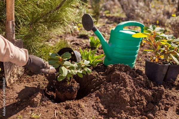 Fototapeta Gardener adding granulated fertilizer to hole while planting rhododendron bush in ground in spring garden.