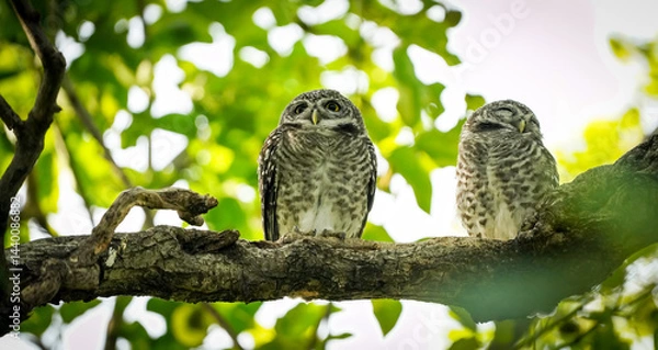 Obraz two owls in the nature with dramatic tone