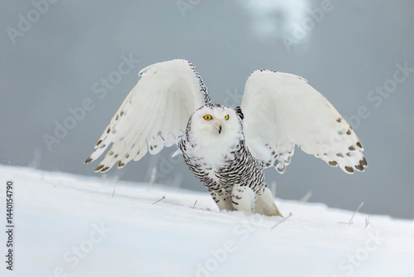 Obraz Hunting owl winter nature. Snowy owl, Bubo scandiacus, perched on snowy meadow with widely spread wings. Beautiful white polar bird with yellow eyes. Wild arctic owl in habitat. Winter landscape.