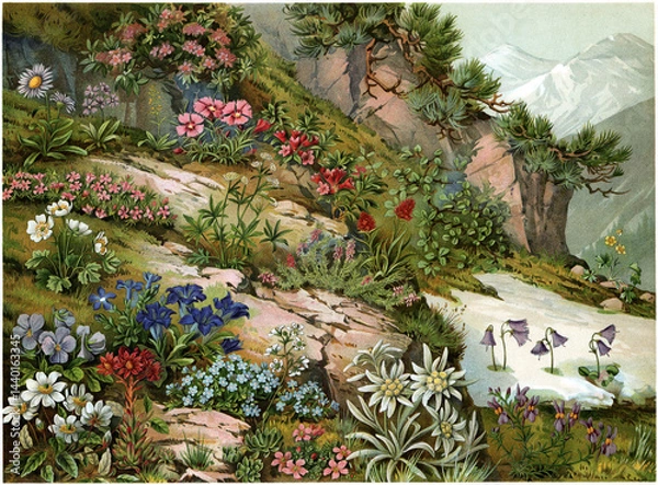 Obraz Illustration of alpine plants on a rocky mountain slope with flowers, grass, snow patches, and distant mountains in spring. Publication of the "Meyers encyclopedia", Vol. 6, Leipzig, Germany, 1910.