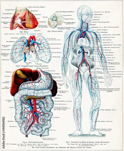 Obraz Human blood vessels and major organs with pulmonary circulation, portal vein circulation, and systemic circulation. Publication of the "Meyers encyclopedia", Vol. 6, Leipzig, Germany, 1910.