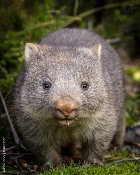 Obraz wombat z gołym nosem dziecka
