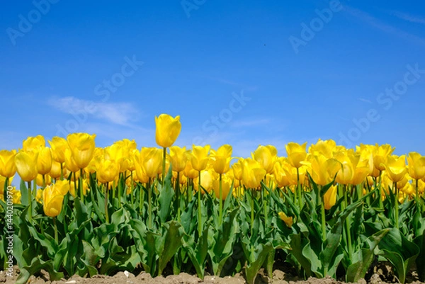 Obraz Tulpenveld Flevoland province, The Netherlands