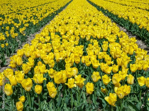 Obraz Tulpenveld Flevoland province, The Netherlands