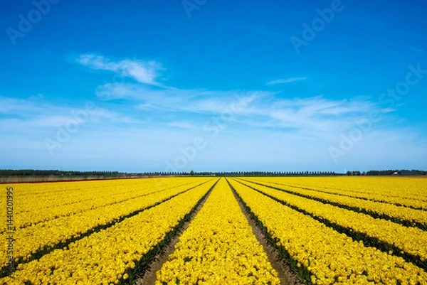 Obraz Tulpenveld Flevoland province, The Netherlands