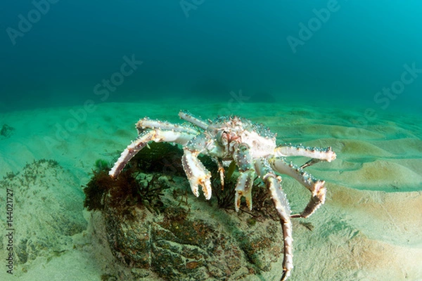 Obraz King Crab in the deep sea